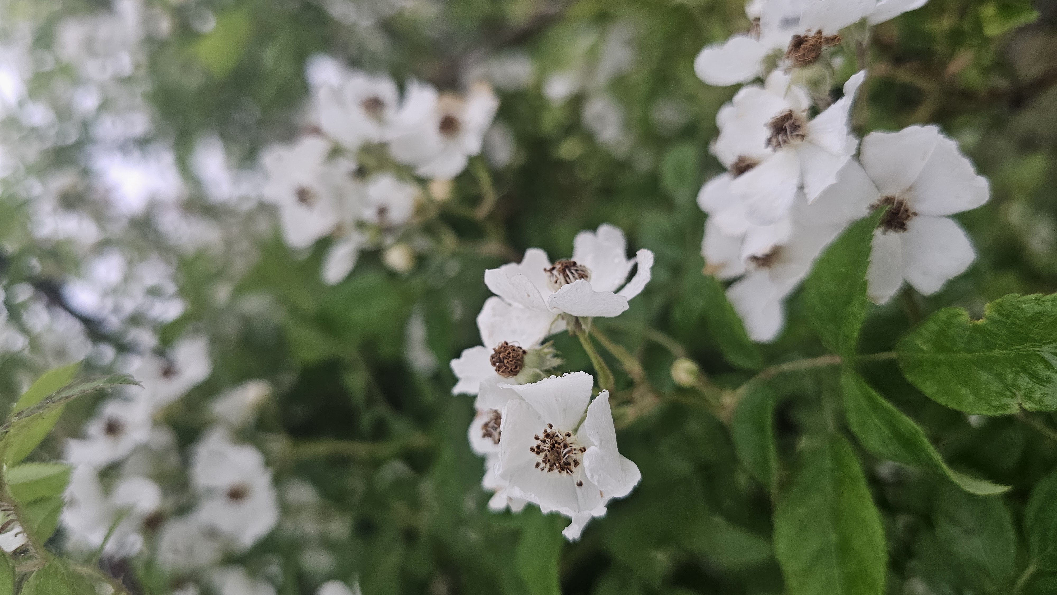 Herbal wellness products